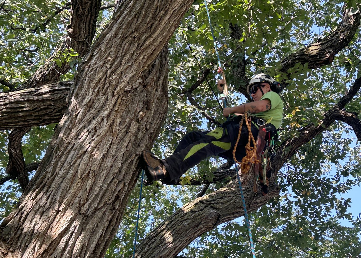 A champion tree climber turns her work into a passion – Courrier Frontenac